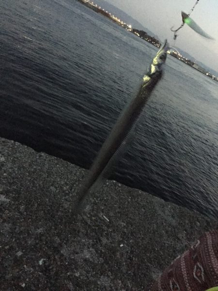 今年初タチウオ