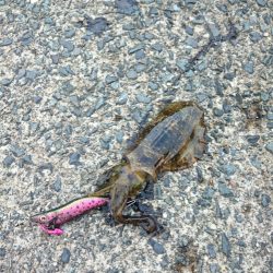 夕まず目狙いでエギング