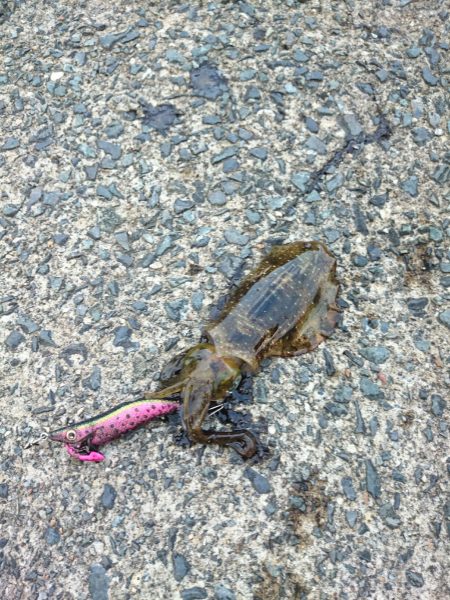 夕まず目狙いでエギング