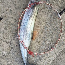 やったぁ～♪初サワラGET！！