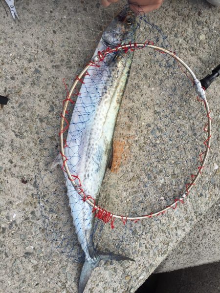 やったぁ～♪初サワラGET！！