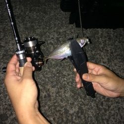 アジング釣行記