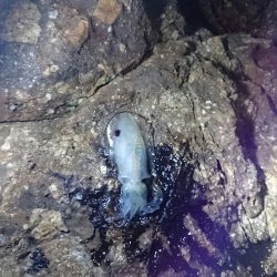 イルカにやられました（涙）