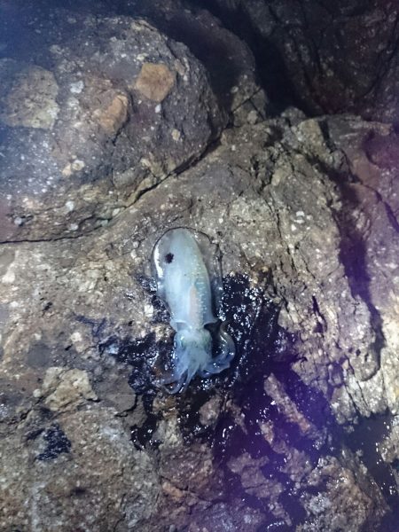 イルカにやられました（涙）