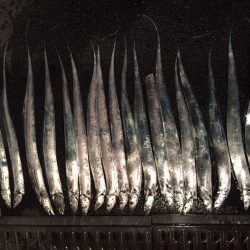 太刀魚釣れてます