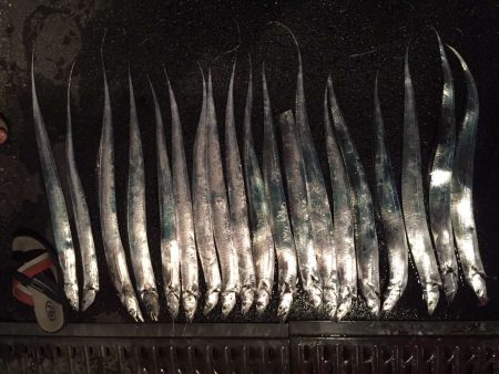 太刀魚釣れてます