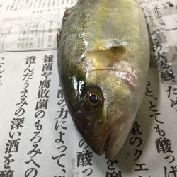 カンパリ？カンパチ釣ったぞぉ～♪