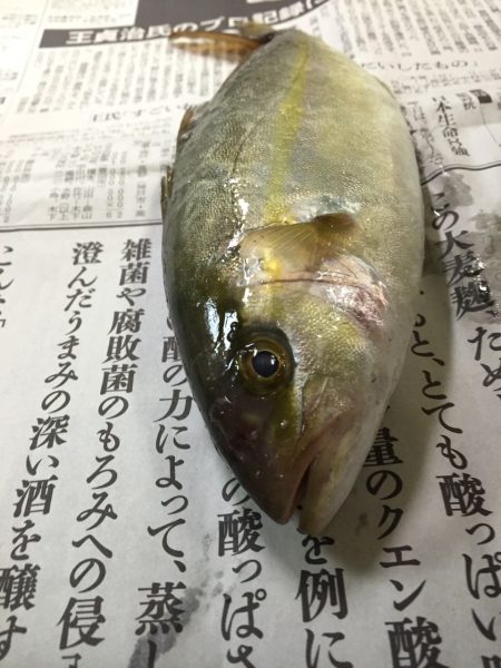 カンパリ？カンパチ釣ったぞぉ～♪