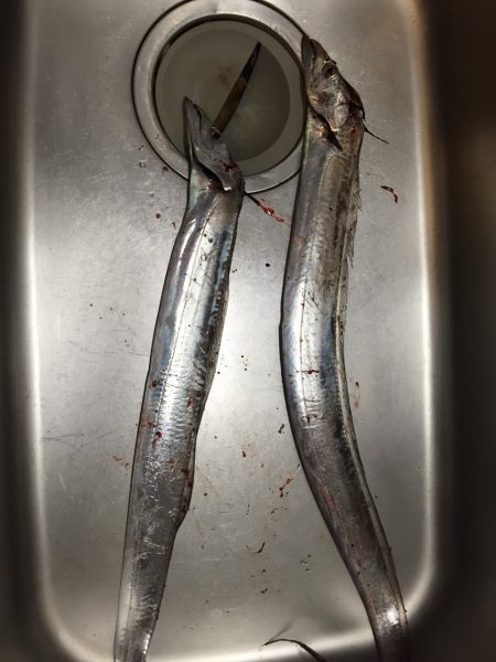 今日は結構釣れた