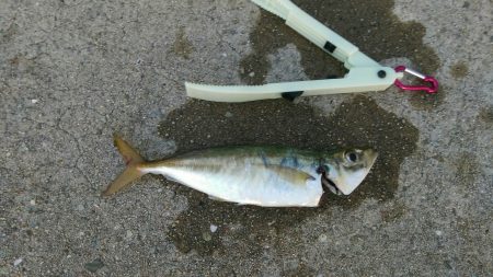 ジギングサビキでデカアジ