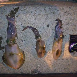 美味しいアオリ☆