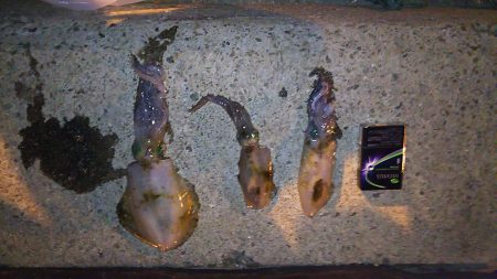 美味しいアオリ☆