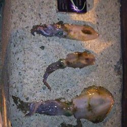 美味しいアオリ☆