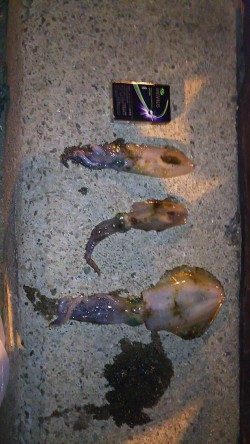 美味しいアオリ☆