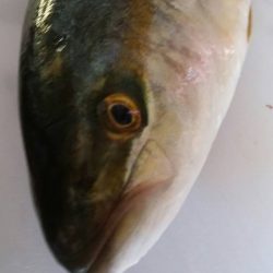 ツバス33㎝GET！！