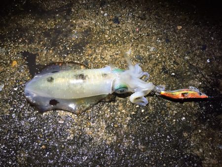 大潮前の　サイズアップ狙い！！