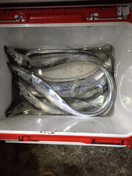 和歌山に嫌われて雨に好かれて