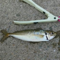 ジギングサビキでデカアジ