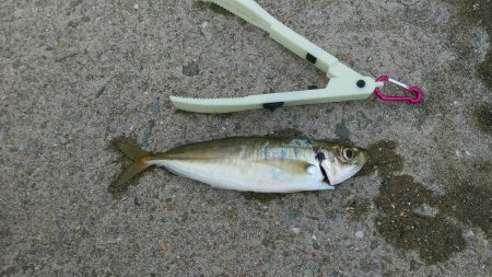 ジギングサビキでデカアジ