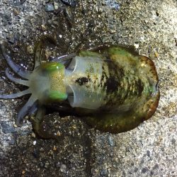 大潮なのに　月が出ない・・・。