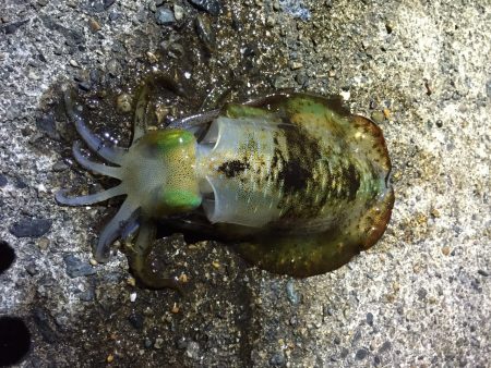 大潮なのに　月が出ない・・・。