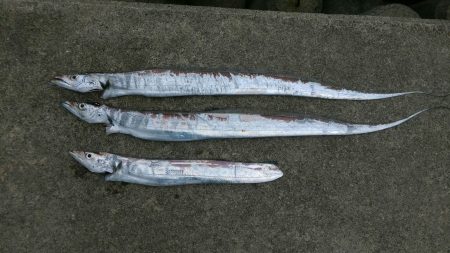 今シ－ズン初タチウオ