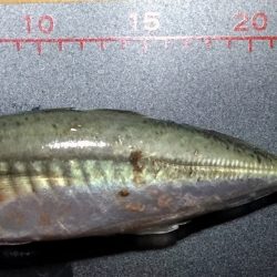 大アジ回って来てますよ～（＾＾）