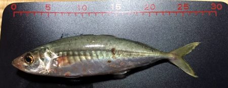 大アジ回って来てますよ～（＾＾）