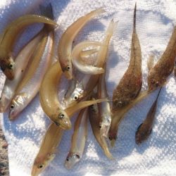 やっとキスが釣れた