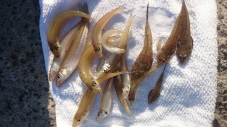 やっとキスが釣れた