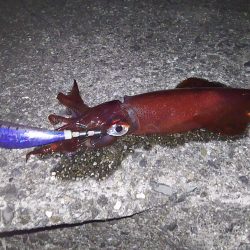 今日もいつもの場所で(･∀･)