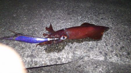 今日もいつもの場所で(･∀･)