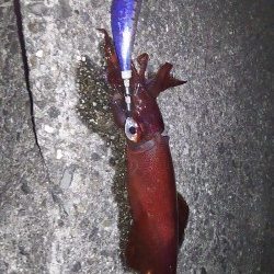 今日もいつもの場所で(･∀･)