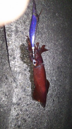 今日もいつもの場所で(･∀･)