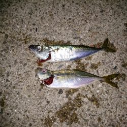 久々にアジ釣り