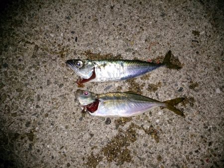 久々にアジ釣り