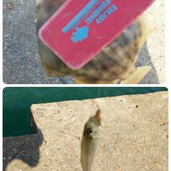 キス調査からのおかず確保♪