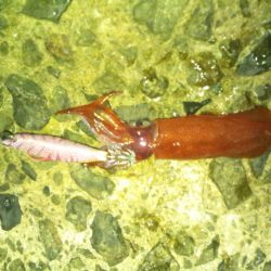 ナイターで新子調査