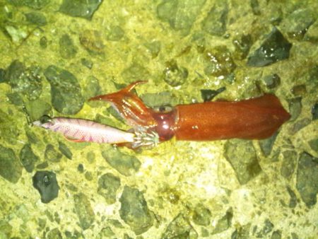 ナイターで新子調査