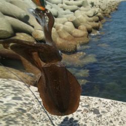 お昼休みにちょこっとエギング