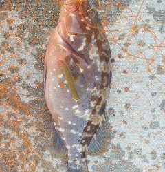 ワインドでアコウ！！