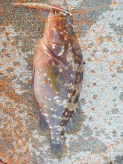 ワインドでアコウ！！