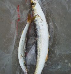 宮津カマスあがってます！