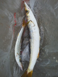 宮津カマスあがってます！