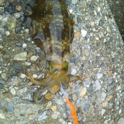 仕事終わりにちょっとだけエギング