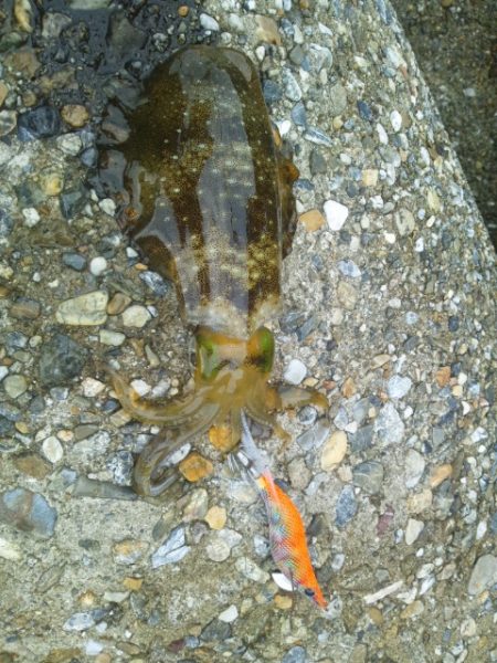 仕事終わりにちょっとだけエギング