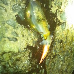 ナイターエギング