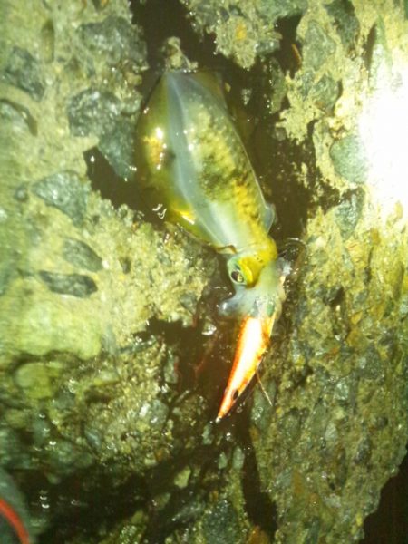 ナイターエギング