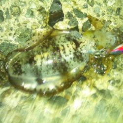 ナイターエギング