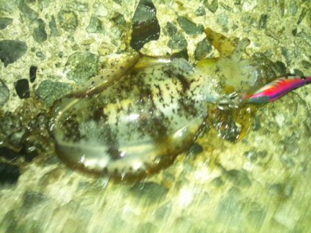 ナイターエギング